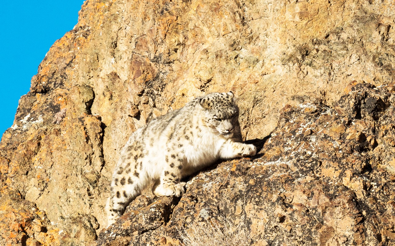 In Search of Legends: A Mongolian Snow Leopard Quest | Premium Travel Mongolia